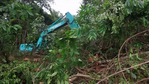 Deforestation. Excavator clearing rainforest Stock Footage 131204508