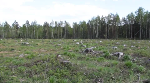 Deforestation felling trees of the forest Stock Footage 68920099