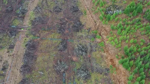Deforestation filmed from above Stock Footage 147684171