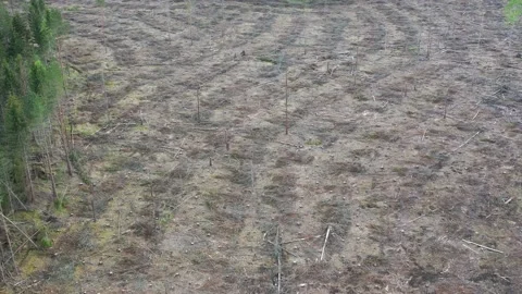 Deforestation filmed from above Stock Footage 147684636