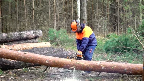 Deforestation for firewood. worker chopping tree trunks with a chainsaw Stock Footage 219686499