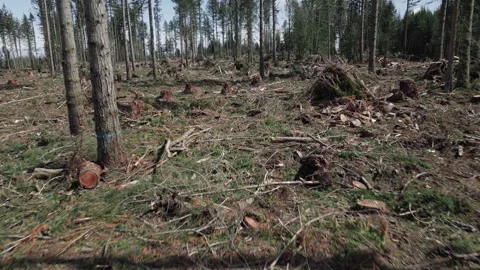 Deforestation flyover on sunny day with slash debris on ground Stock Footage 263154019