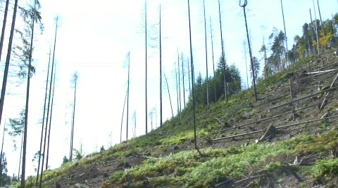 Deforestation Stock Footage 85693