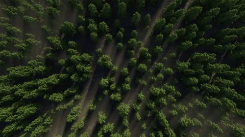 Deforestation Vídeo Stock 77585298