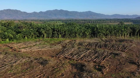 Deforestation Vídeos de archivo 100803942