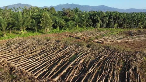 Deforestation 스톡 동영상 100809535
