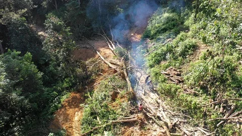 Deforestation Vídeo Stock 101287710