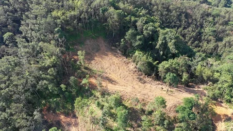 Deforestation Video stock 101328573