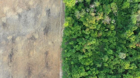 Deforestation Video stock 101673695