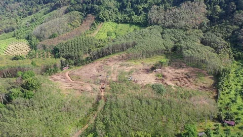 Deforestation Видео 101955319
