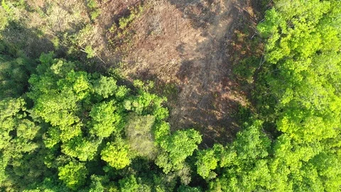 Deforestation Vidéo 103830831