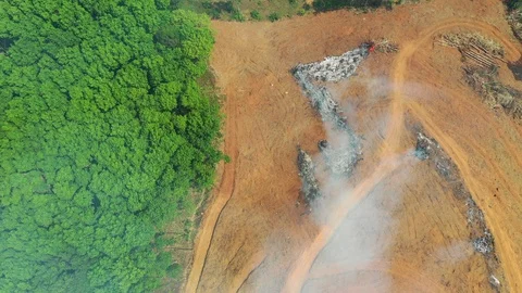 Deforestation Stock Footage 103980607