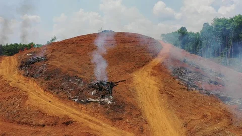 Deforestation Stock Footage 103980670