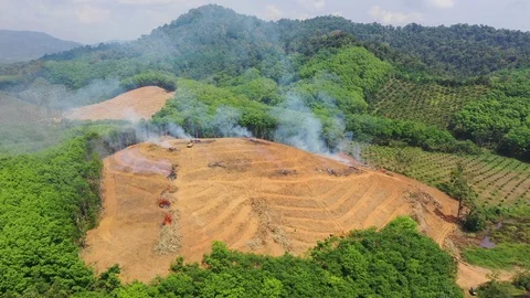 Deforestation Video stock 103980743