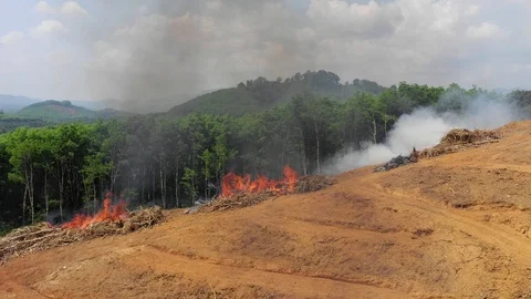 Deforestation Stock Footage 103981014