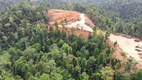 Deforestation Video stock 108585524