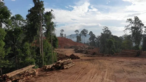 Deforestation Stock Footage 108586629