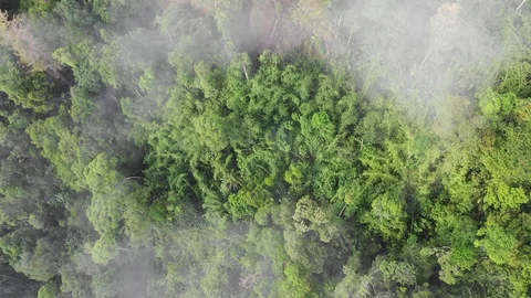 Deforestation Stock Footage 108586738