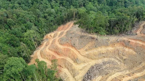 Deforestation Stock Footage 108586836