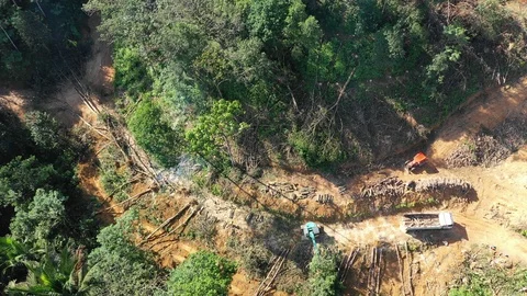 Deforestation Stock Footage 112776676