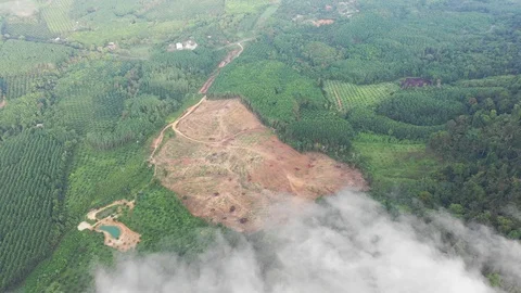 Deforestation Stock Footage 112778605