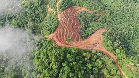 Deforestation Video stock 112779009