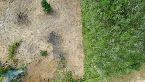 Deforestation Stock Footage 120497401