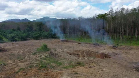 Deforestation Stock Footage 120615271