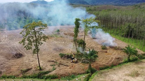 Deforestation Stock Footage 120832625