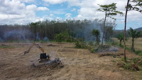 Deforestation Stock Footage 120833020