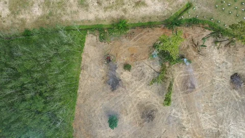 Deforestation Stock Footage 121067514