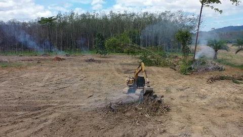 Deforestation Video stock 121130819