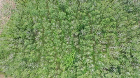 Deforestation Video stock 121130833