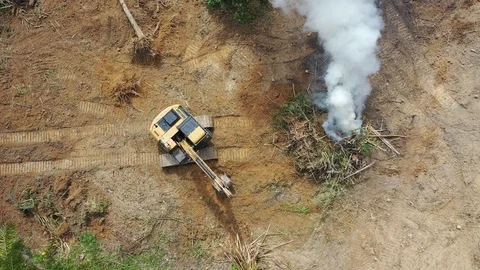 Deforestation Video stock 121130839