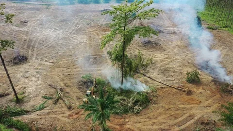 Deforestation Stock Footage 121150275