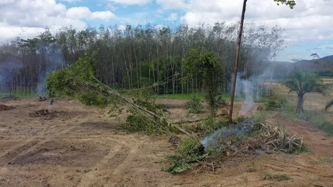 Deforestation Stock Footage 121773594