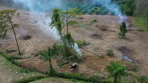 Deforestation Stock Footage 122145009