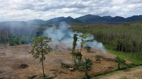 Deforestation Video stock 122145043