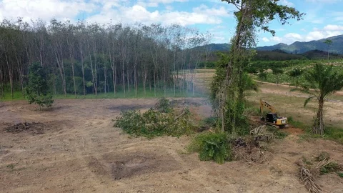 Deforestation Stock Footage 122145046