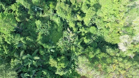 Deforestation Stock Footage 122189536