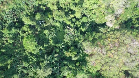 Deforestation Stock Footage 122201957