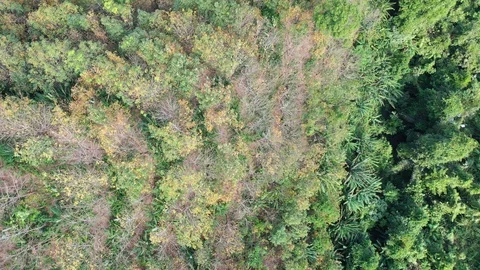 Deforestation Stock Footage 122202057