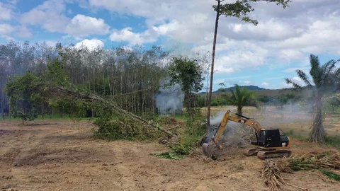 Deforestation Stock Footage 122429545