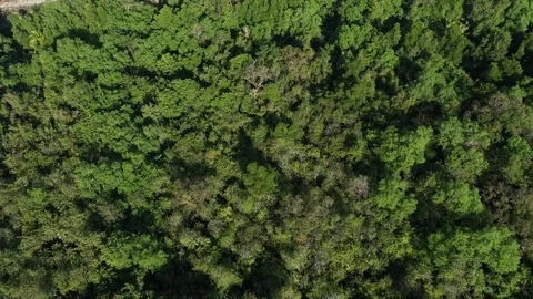 Deforestation Stock Footage 123570155