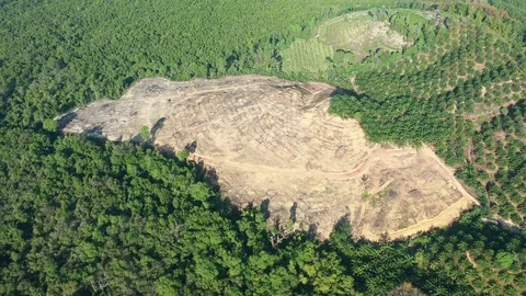 Deforestation Stock Footage 123570169
