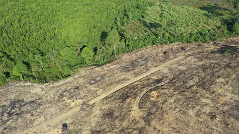 Deforestation Stock Footage 123570196