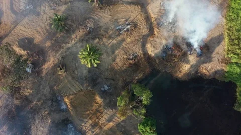 Deforestation Stock Footage 124566141