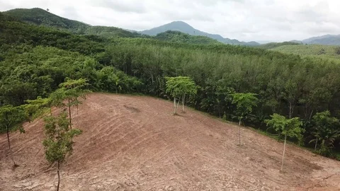 Deforestation Stock Footage 124760766
