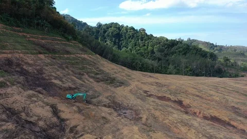 Deforestation Video stock 125017153