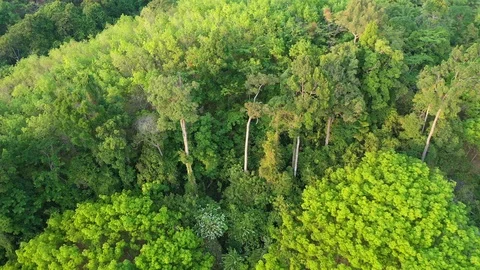 Deforestation Video stock 125026340